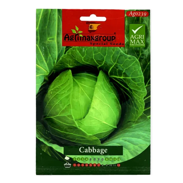 Cabbage | Seeds - Image 3