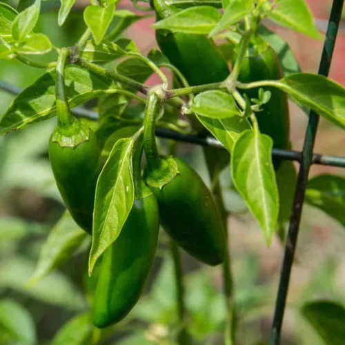 Hot Pepper | Seeds