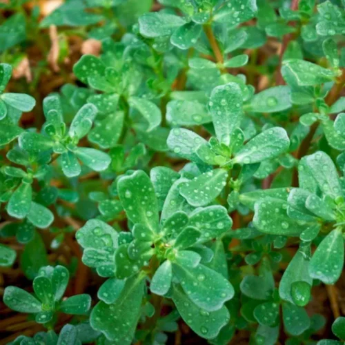 Purslane | Seeds
