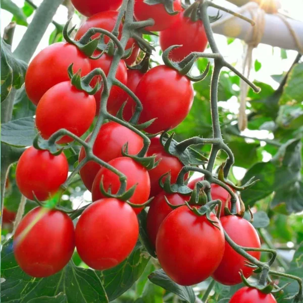 Cherry Tomato | Seeds