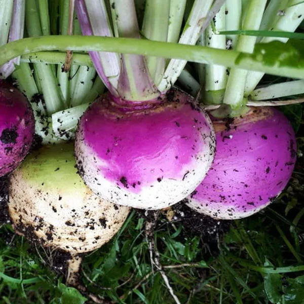 White Turnip | Seeds