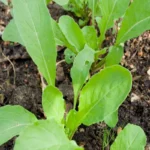 Rocket Leaves/ Arugula | Seeds