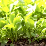Radish Leaves | Seeds