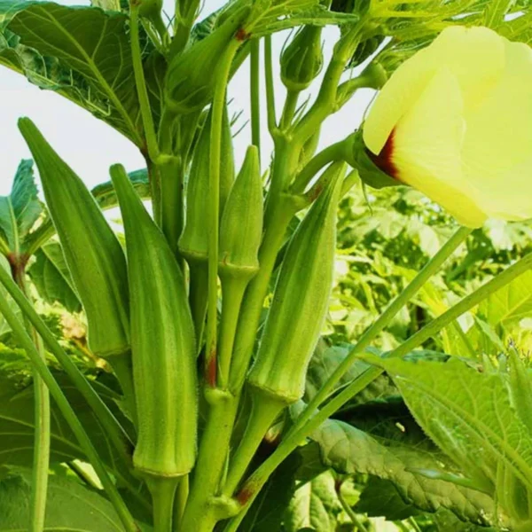 F1 Hybrid Okra | Seeds