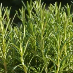 Rosemary | Seeds