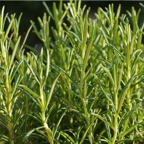 Rosemary | Seeds