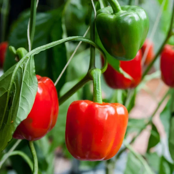 Red Sweet Pepper | Seeds