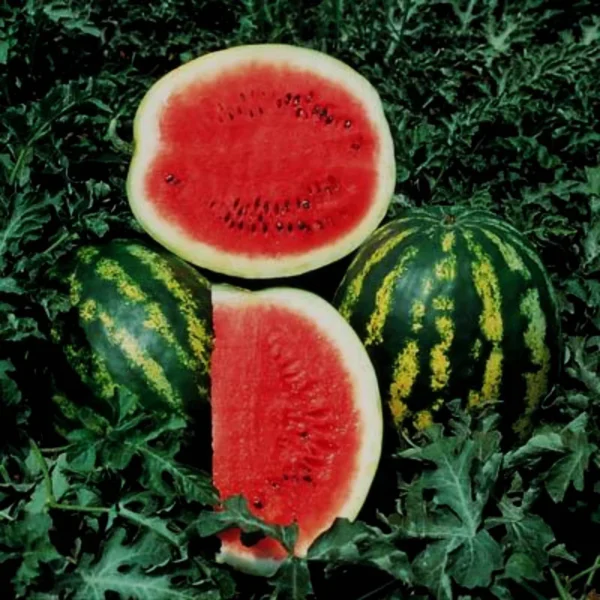 Crimson Watermelon | Seeds