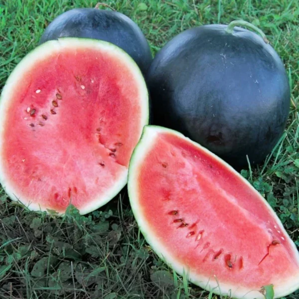 Black Dragon Watermelon | Seeds