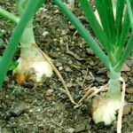 White Agostana Onion | Seeds