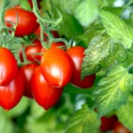 Roma Tomato | Seeds