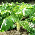 White Icicle Radish | Seeds