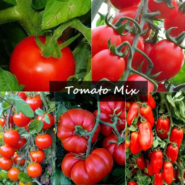 Tomato Mix | Seeds