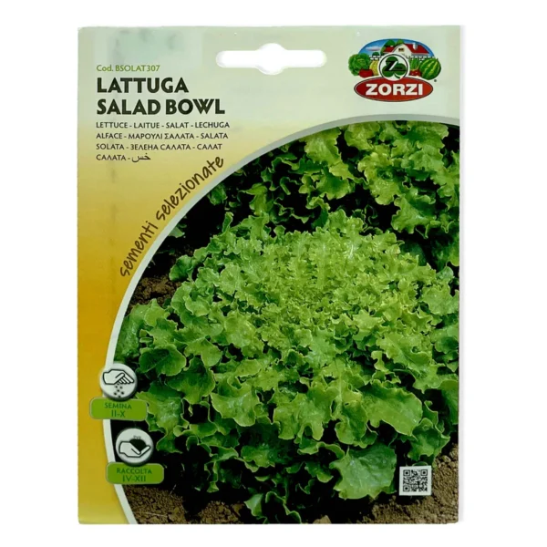 Salad Bowl Lettuce | Seeds - Image 3