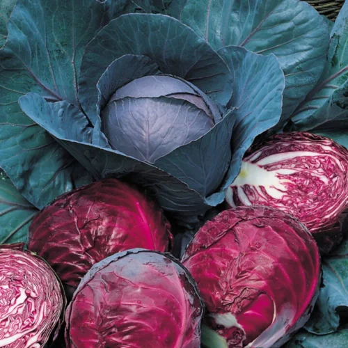 Red Cabbage | Seeds