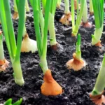 Golden Texas Onion | Seeds