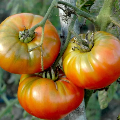 Pantano Romanseco Tomato | Seeds