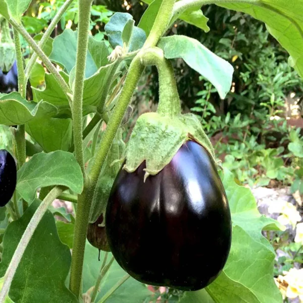 Eggplant | Seeds