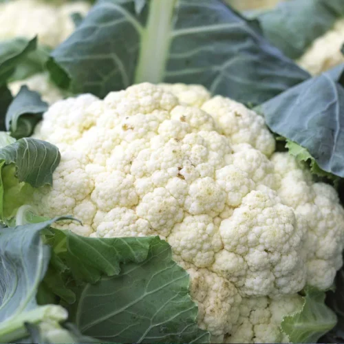 Marzatico Cauliflower | Seeds