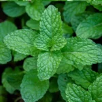 Peppermint | Seeds