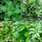 Herbs | Seeds