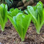 Romaine Lettuce | Seeds