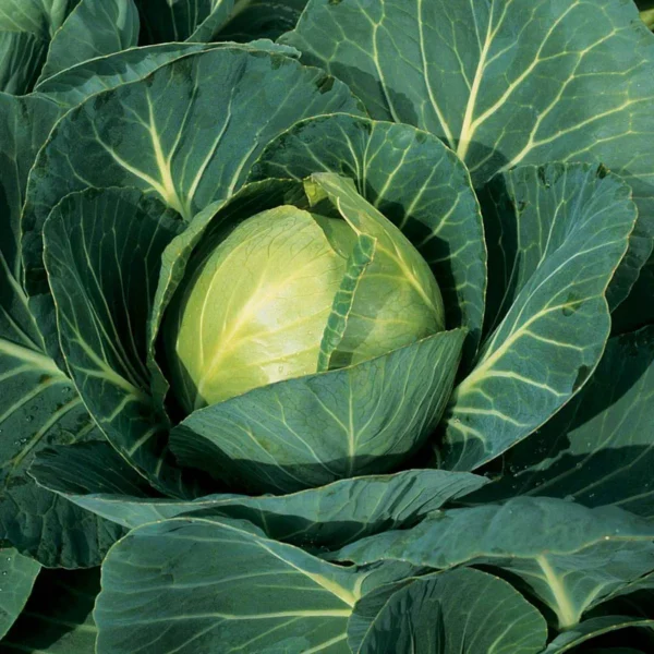 Cabbage | Seeds