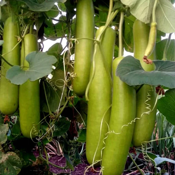 Bottle Gourd | Seeds