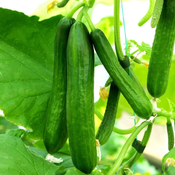 Cucumber | Seeds