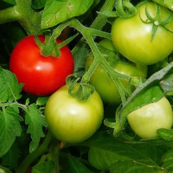 Ace Tomato | Seeds