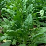 Matador Spinach | Seeds