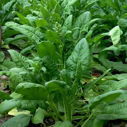 Spinach | Seeds