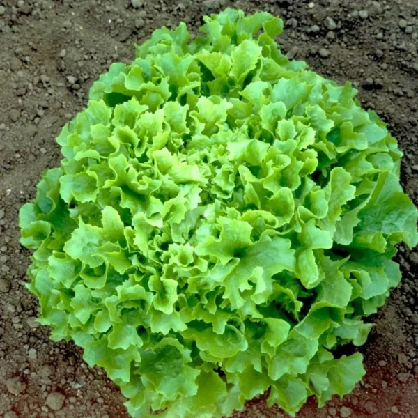 Salad Bowl Lettuce | Seeds