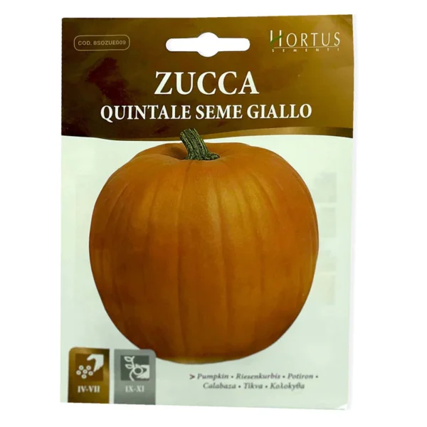 Quintale Seme Giallo Pumpkin | Seeds - Image 2