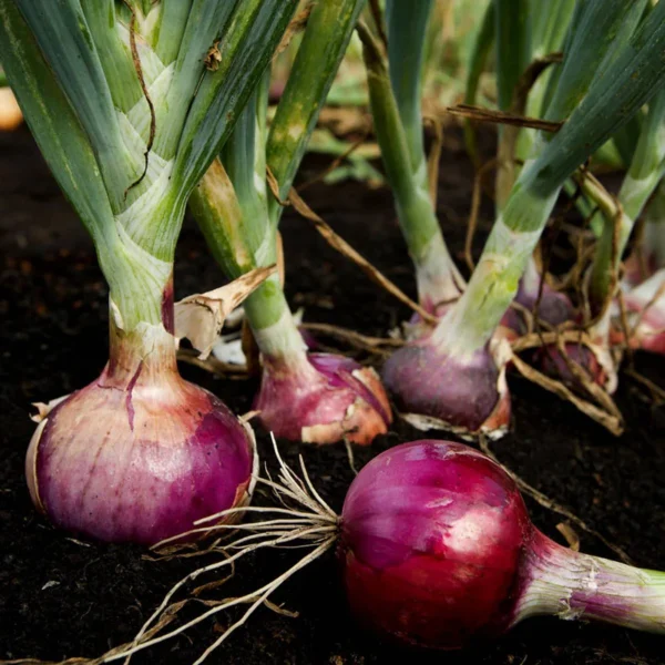 Red Onion | Seeds