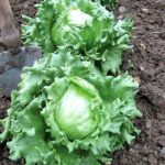 Iceberg Lettuce | Seeds