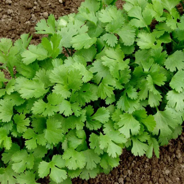 Coriander | Seeds