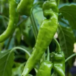 Green Pepper | Seeds