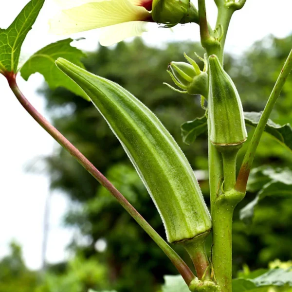 Okra | Seed