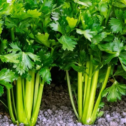 Celery | Seeds