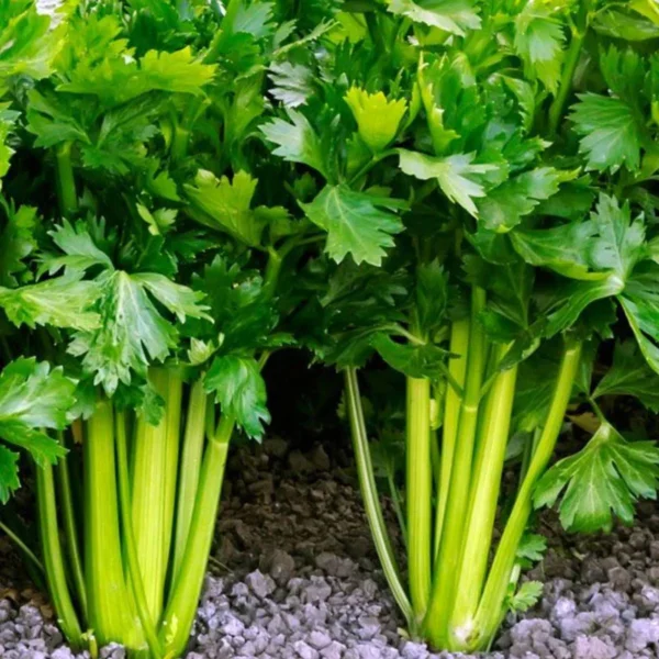 Celery | Seeds