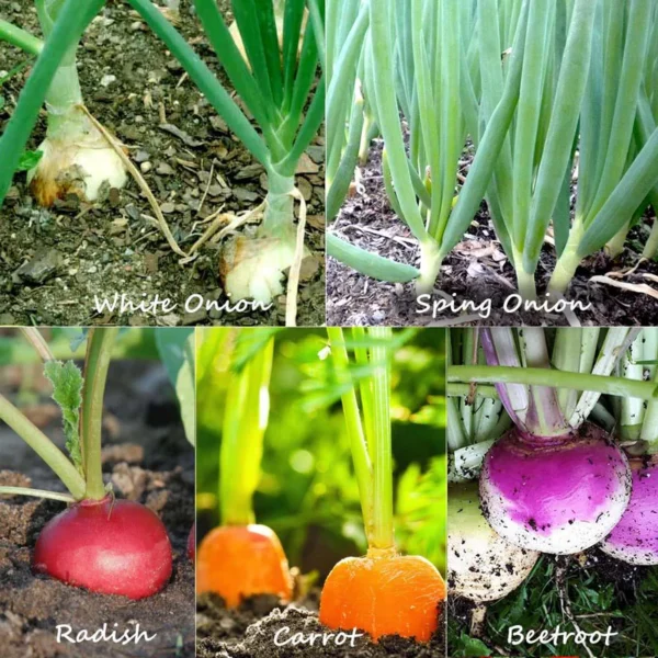 Root Vegetable | Seeds