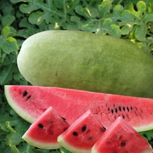 Charleston Watermelon | Seeds