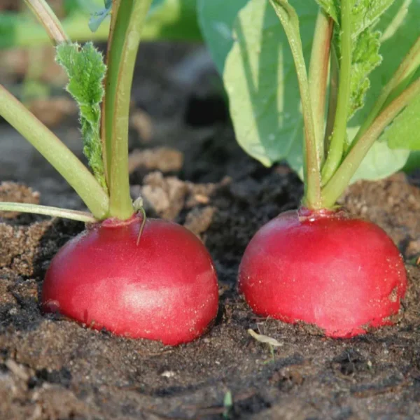 Red Radish | Seeds