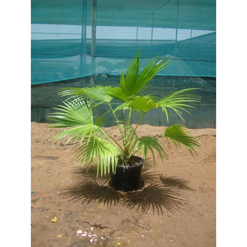 Chinese Fan Palm - Image 4