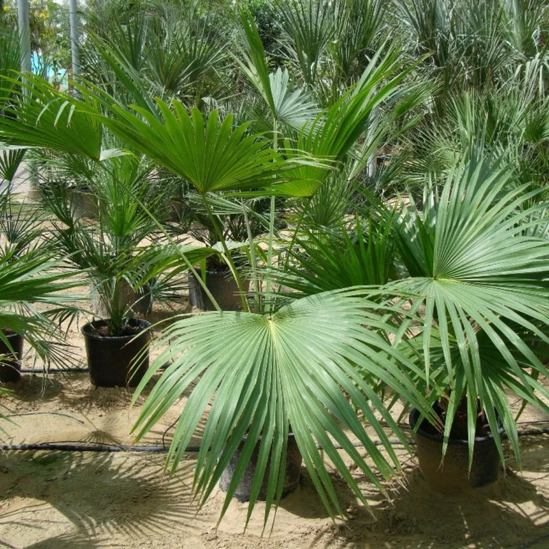 Chinese Fan Palm - Image 2