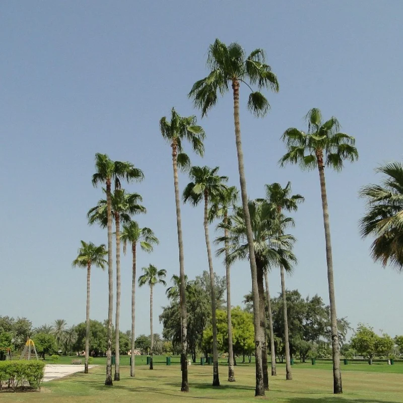 Chinese Fan Palm - Image 3