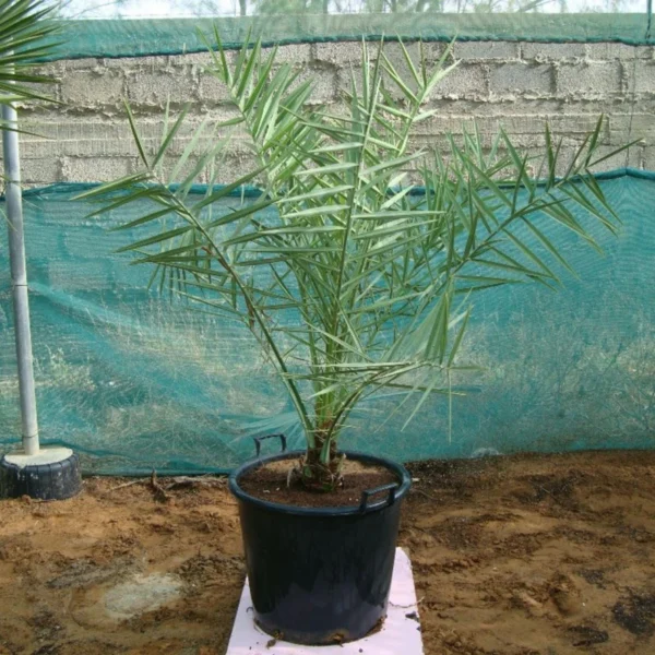 Date Palm