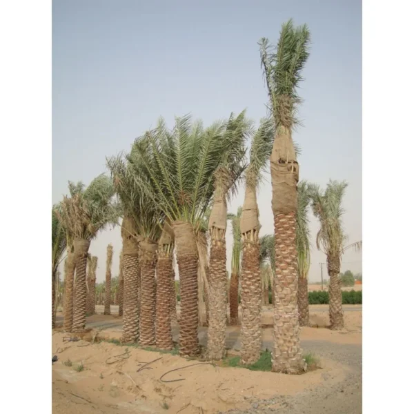 Date Palm - Image 2