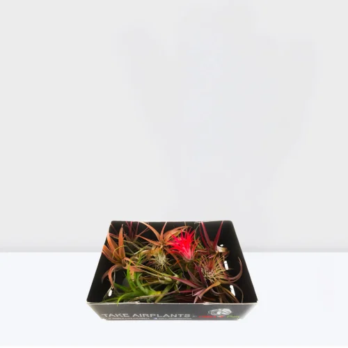 Air Plant 4-10cm